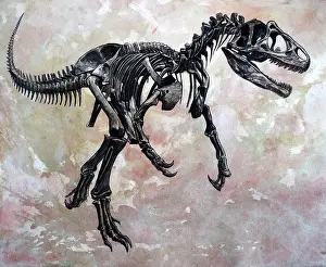 Allosaurid: Allosaurus dinosaur skeleton