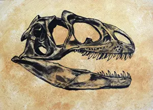 Sockets: Allosaurus dinosaur skull