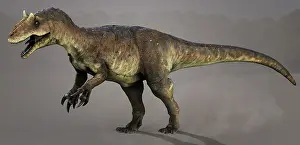 Talon: Allosaurus dinosaur, side view