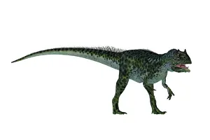 Allosaurid: Allosaurus dinosaur, side view on white background