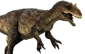 Talon: Allosaurus dinosaur side view on white background