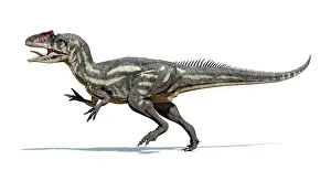 Allosaurid: Allosaurus dinosaur on white background