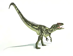 Allosaurid: Allosaurus dinosaur on white background