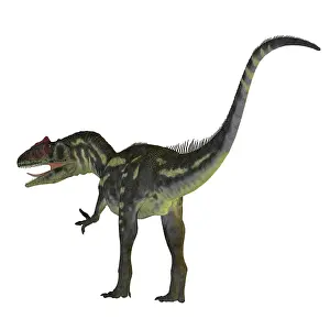 Allosaurid: Allosaurus dinosaur on white background