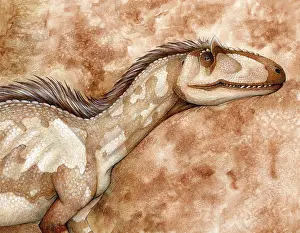 Allosaurid: Allosaurus, a genus of large theropod dinosaur during the ?