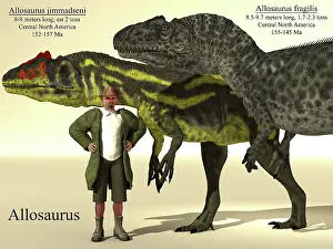 Archaeologist: Allosaurus jimaddseni and Allosaurus fragilus