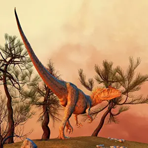 Allosaurid: Allosaurus, a large theropod dinosaur from the late ?