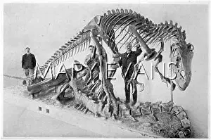 Anatomy: ALLOSAURUS SKELETON