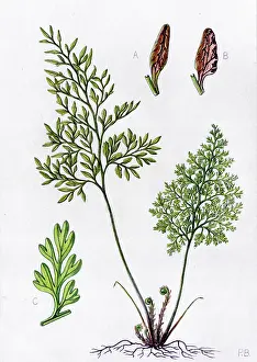 Bland: Allosorus crispus