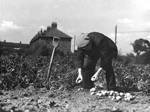 Allotments: ALLOTMENT POTATO CROP