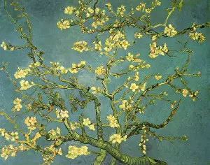 Almond: Almond Branches Abloom, by Van Gogh