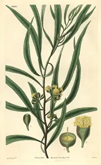 Eucalyptus: Almond-leaved eucalyptus or black peppermint
