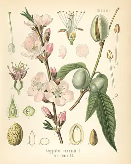 Amara: Almond tree, Amygdalus communis