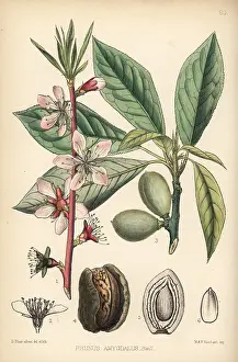 Dulcis: Almond tree, Prunus dulcis