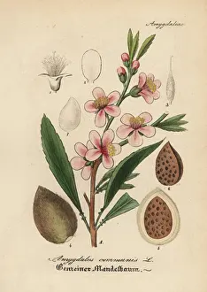 Dulcis: Almond tree, Prunus dulcis