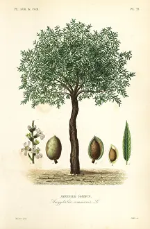 Dulcis: Almond tree, Prunus dulcis