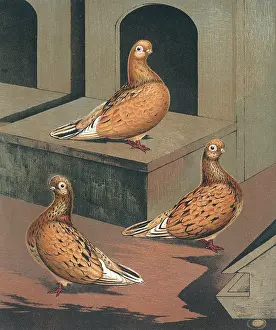 Pigeons: Three Almond Tumbler Hens