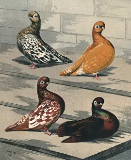 Pigeons: Almond Tumbler Sub-varieties