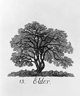 Betulaceae: Alnus glutinosa, alder