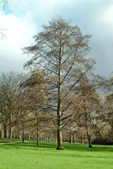Betulaceae: Alnus glutinosa, alder