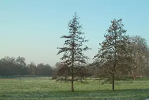 Betulaceae: Alnus glutinosa, alder
