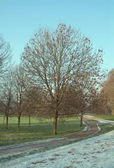 Betulaceae: Alnus glutinosa, alder
