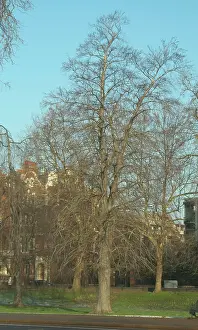 Betulaceae: Alnus glutinosa, alder