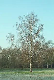Betulaceae: Alnus glutinosa, alder tree