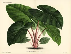 Alocasia: Alocasia augustiana
