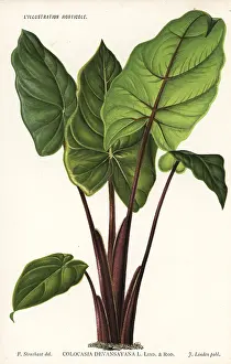 Colocasia: Alocasia devansayana