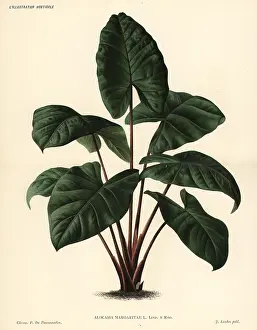 Horticole: Alocasia puber foliage plant