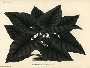 Guttata: Alocasia scabriuscula