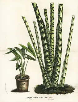 Alocasia: Alocasia zebrina