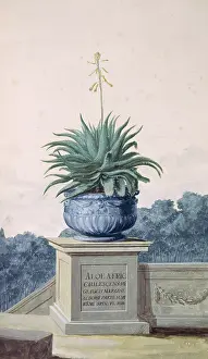 Spiny: Aloe africana, spiny aloe
