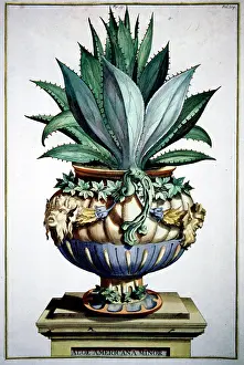 Naauwkeurige: Aloe Americana Minor