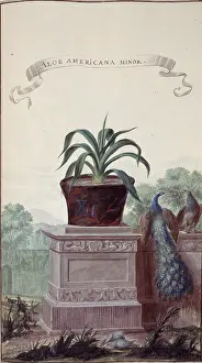 Agave: Aloe americana minor