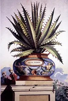 Ferox: Aloe Ferox