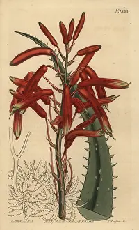 Aloe: Aloe humilis