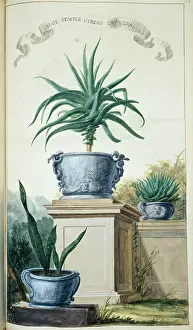 Semper: Aloe Semper Virens ov Vera