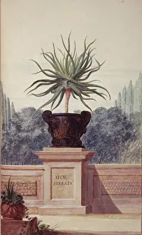 Exotica: Aloe serrata