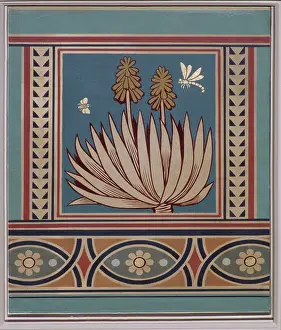 Monocot: Aloe sp. aloes