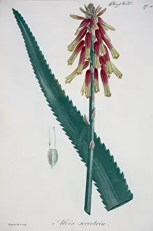 Asparagaceae: Aloe succotrin, aloe