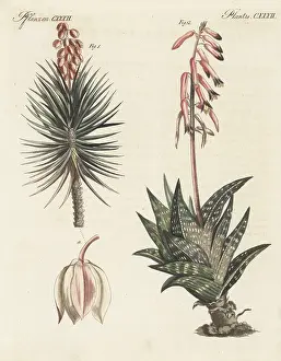 Engraved Plates: Aloe yucca and tiger aloe
