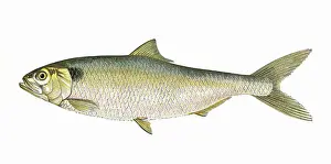 Shad: Alosa alosa, or Allis Shad