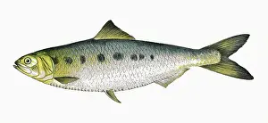 Shad: Alosa fallax, or Twait Shad