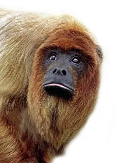 Howler: Alouatta seniculus, red howler monkey