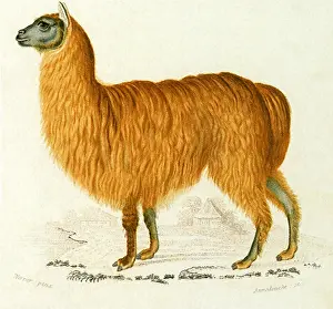 Alpaca: Alpaca (Auchenia alpaca)