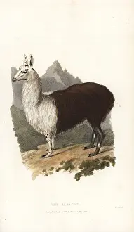 Ruminantia: Alpaca or paco, Vicugna pacos (Camelus paco)