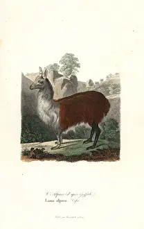 Complements: Alpaca, Vicugna pacos