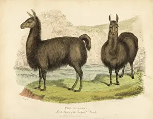 Smellie: Alpaca, Vicugna pacos